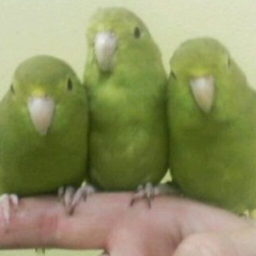 Choosing The Best Pet Bird